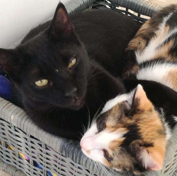 Geii (Panterone) dolcissimo coccolone Foto 3